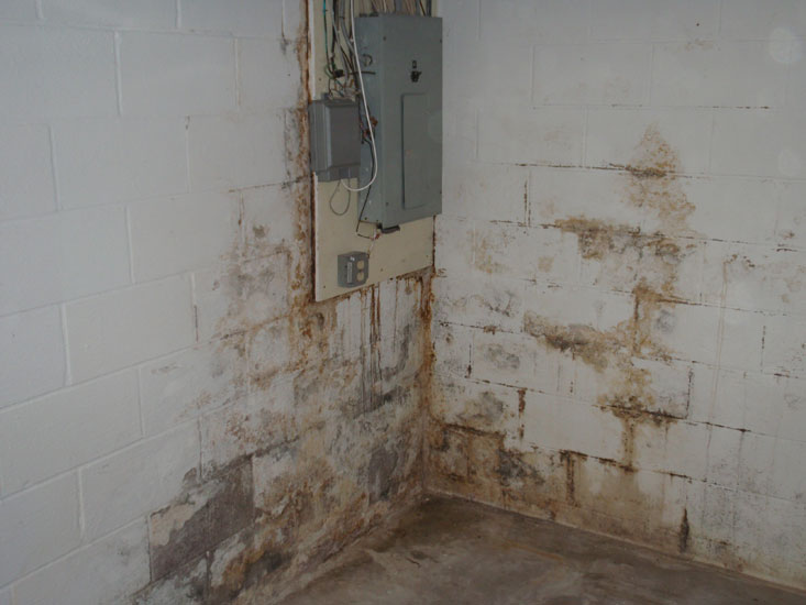 Mold In Your Basement Lemont Il, How To Treat Basement Mildew