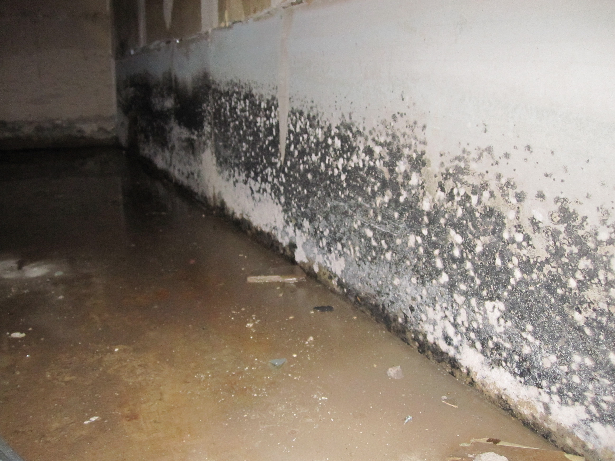Glendale Heights, IL | Mold Removal | Everdry Illinois