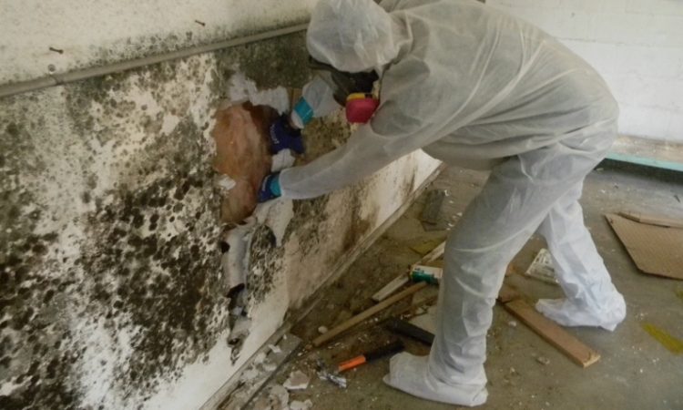 mold inspection | Downers Grove, IL | Everdry Waterproofing Illinois