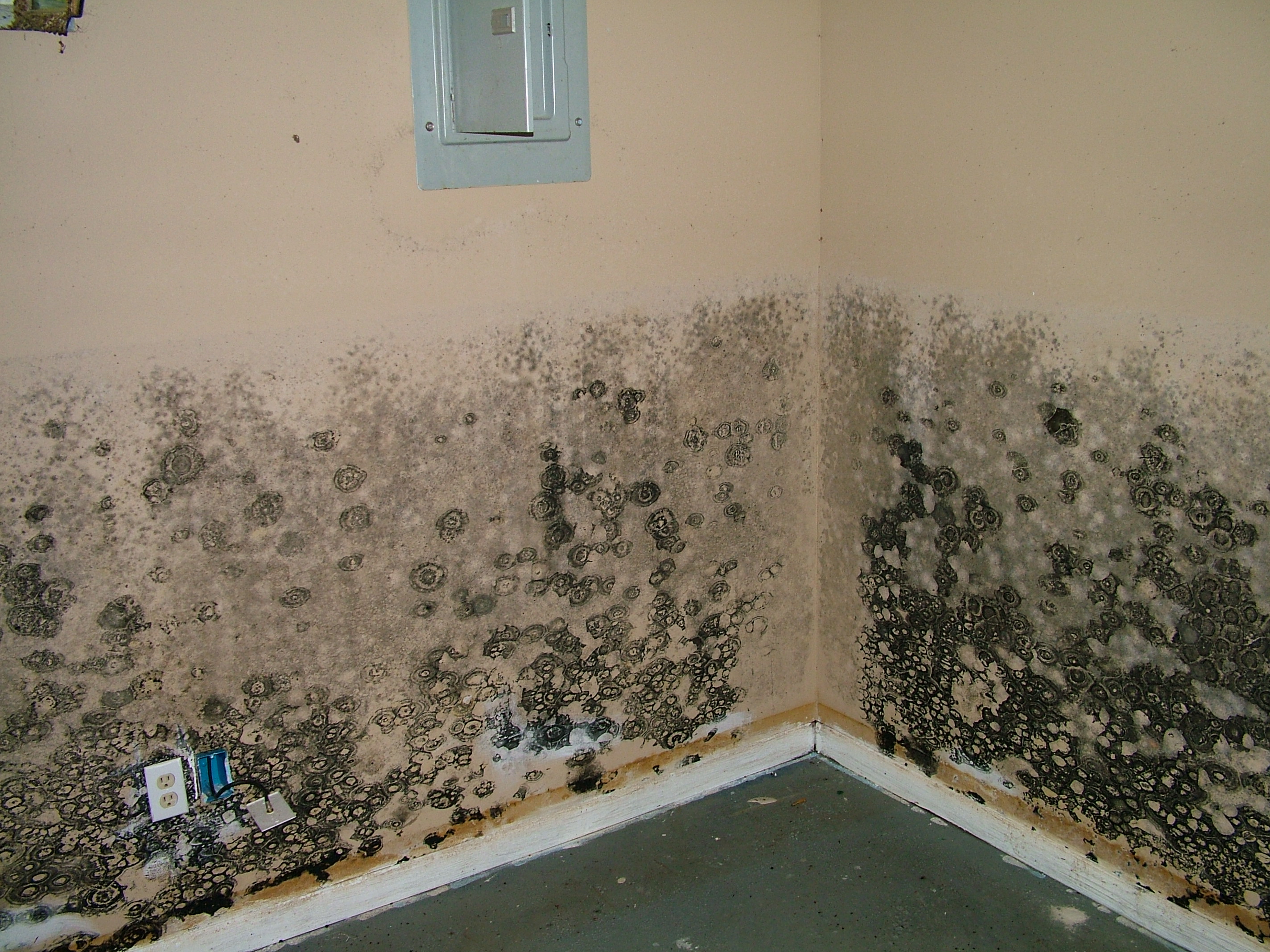 Mold Removal | Chicago, IL
